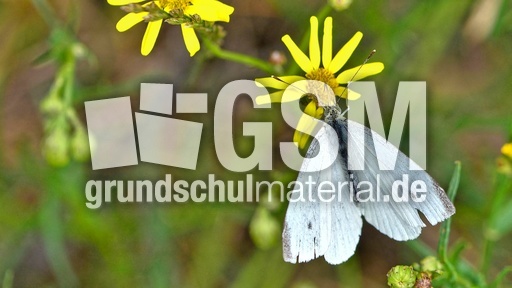 Kleiner Kohlweißling_2_jpg.jpg